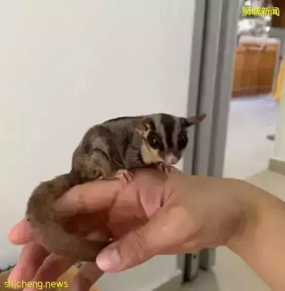 这位“非法入境者”好可爱呀!新加坡警察叔叔都不忍心下手