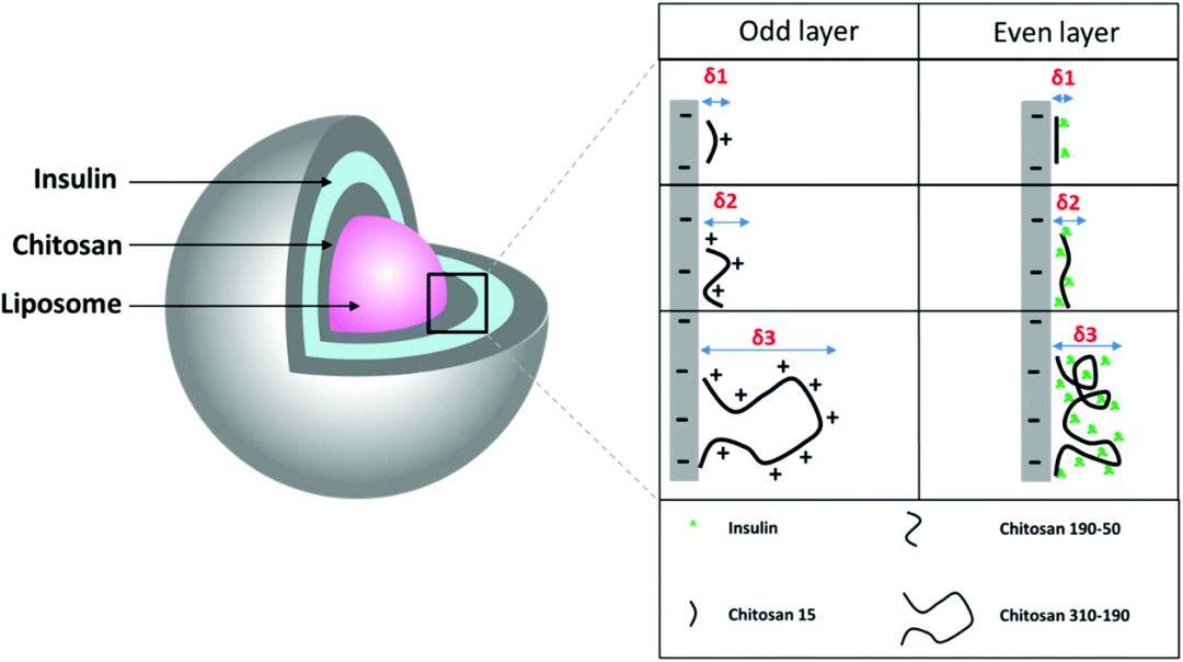 NTU 科學家發明口服胰島素,有望代替注射治療