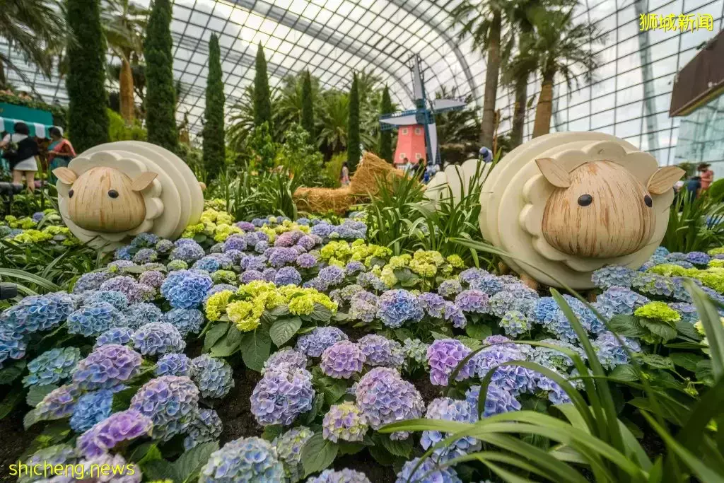 滨海湾花园花穹和云雾林双展览!绣球花+哥斯达黎加胡姬花限时展出,要看要快啊~💐