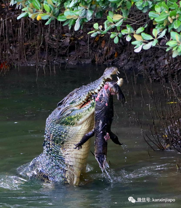 险象环生！10只水獭在乌节路横冲直撞，差点被多辆车撞上