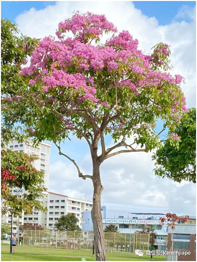 缤纷九月！新加坡处处花团锦簇，斗艳争芳“秋意浓”