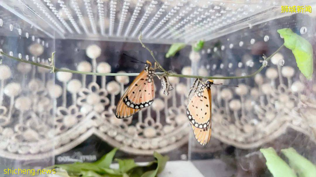 別人家養貓養狗當寵物,我兒子卻喜歡在新加坡養毛毛蟲