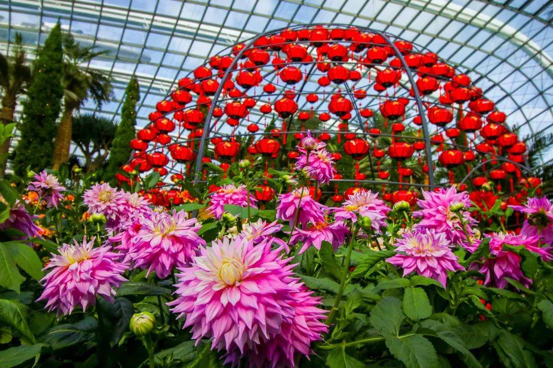 濱海灣花園新春花卉展【大麗花之夢】，1月15日開幕！喜氣洋洋迎牛年