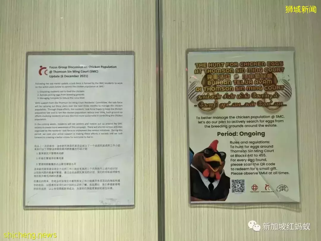 新加坡特色!野鸡有“鸡权”,遭居民投诉鸡啼扰民必须成立工作小组解决问题