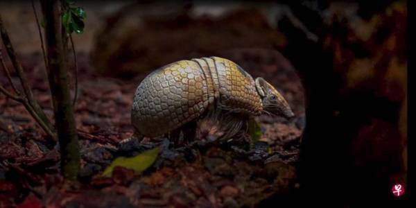 狮城夜间动物园 “怪胎”报到