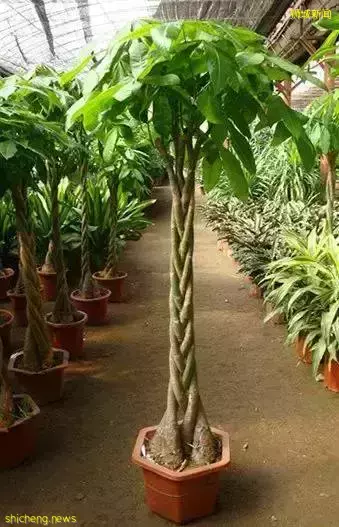 新加坡開運年花,你知道幾個