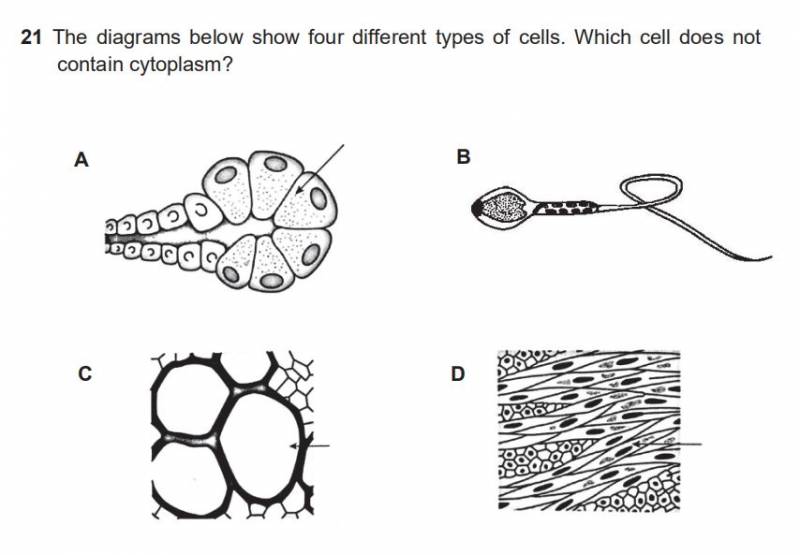 刚刚！全世界都羡慕新加坡这个养娃天堂，又天下第一