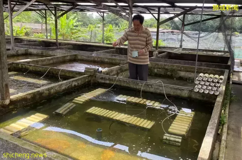 新加坡居然也有小龍蝦養殖場？還享受“總統套房”