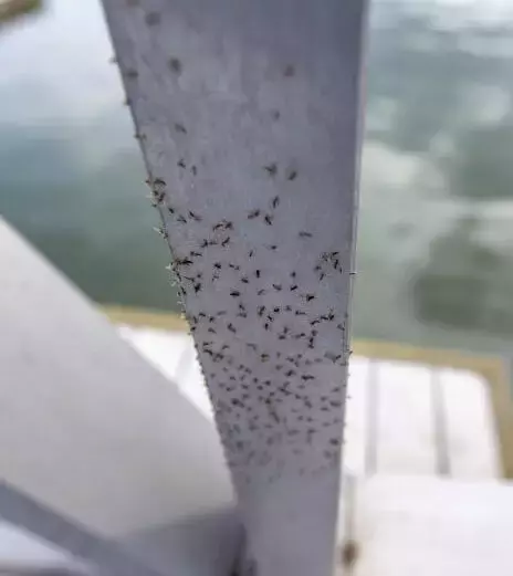 成群闯屋钻鼻 蠓虫肆虐扰民