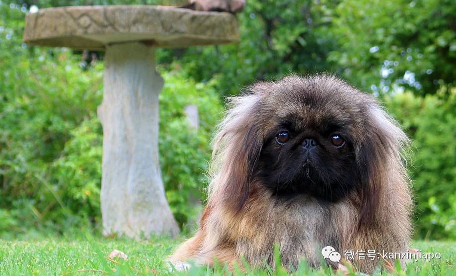 金毛被舉報組屋主人無奈棄養,還有哪些狗狗組屋不能養