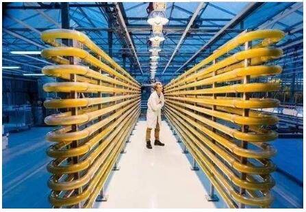 哈!新加坡也跟风搞“农业硅谷”?养鸡、种菜能玩出啥新花样