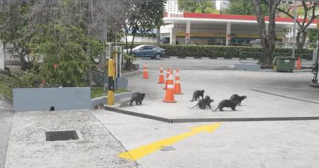 解封後，新加坡有“一對情侶”在馬路上沒戴口罩，公然擁抱!