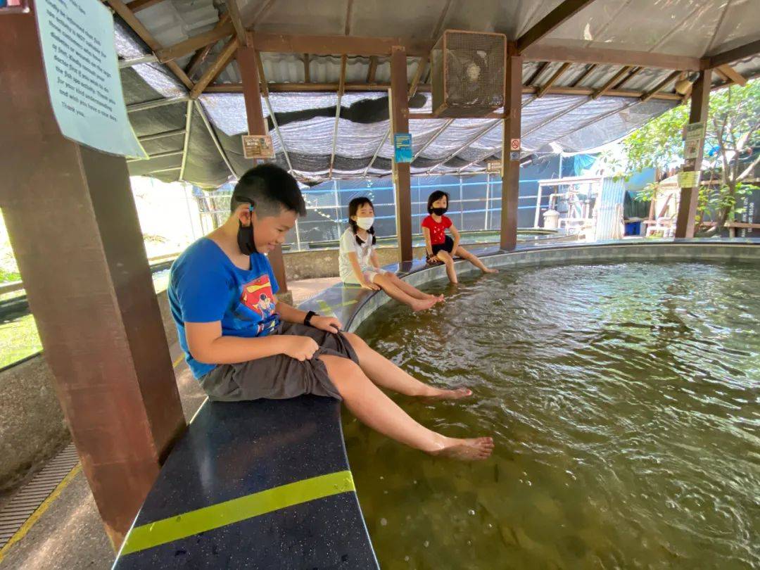 餵羊、擠奶、了解青蛙生長過程,新加坡的農場這麽牛