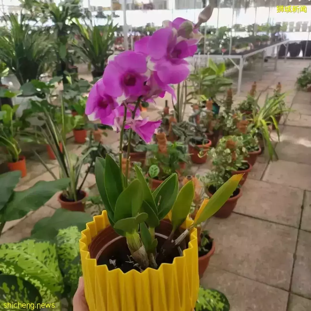 本周日！親子DIY盆栽、打卡越南網紅餐廳、了解新加坡曆史，搶位中