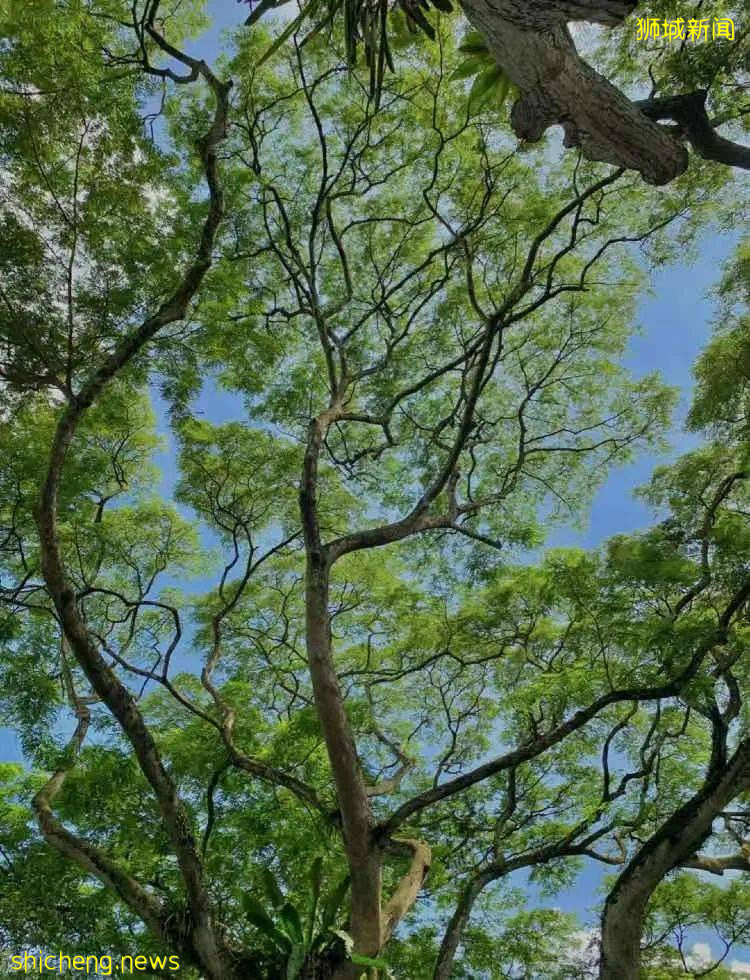 玩在獅城 盤點全島這15個免費景點，讓你玩的省錢又開心