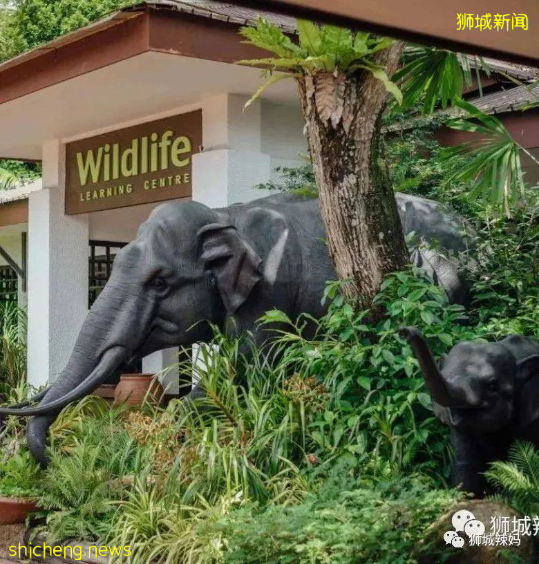 僅2天！新加坡動物園最牛的餵動物之旅，8折！還有幻光雨林和4大園5.5折起，搶啦