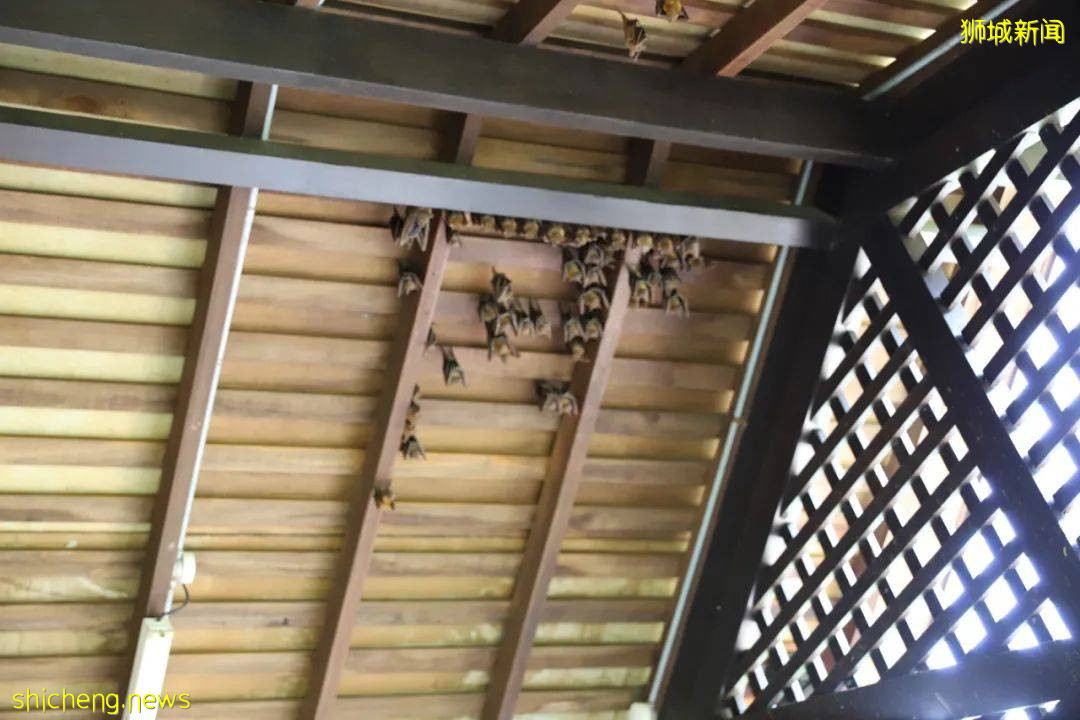 這個號稱新加坡最美濕地的遛娃好去處，竟然還能這麽玩