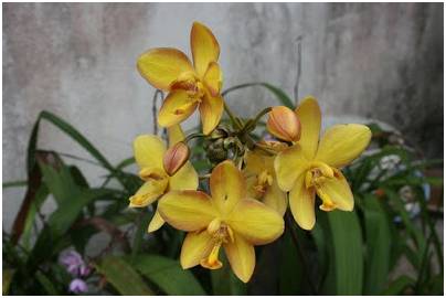 新加坡植物園（上）!