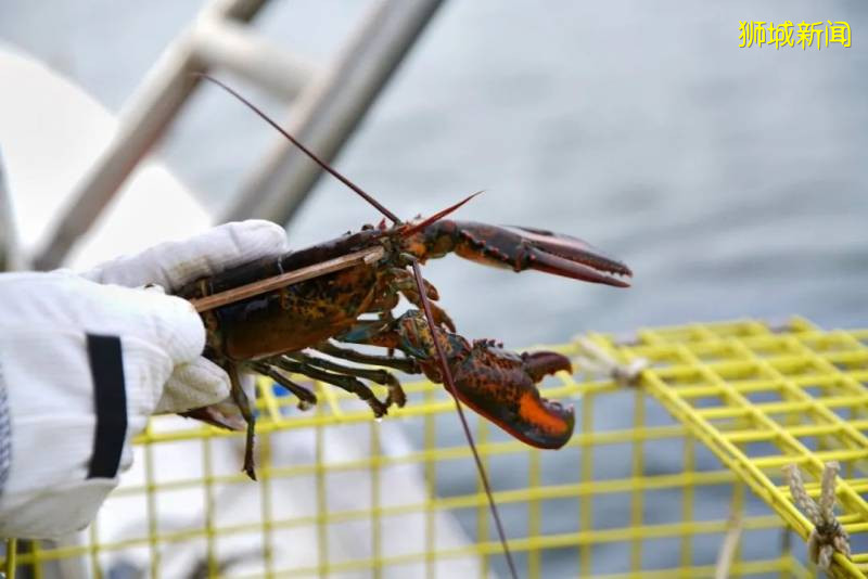 讓美國人民舉國排隊的紐約網紅龍蝦卷,終于在獅城也可以吃到啦
