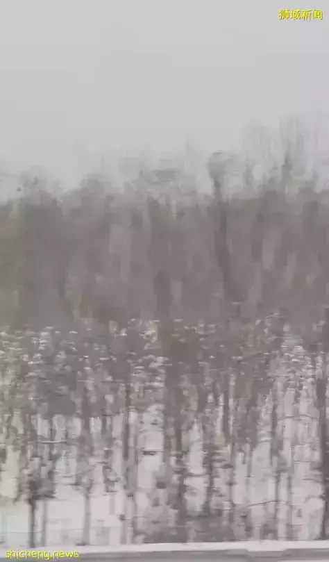 “这个春节,我终于从新加坡回到了中国”