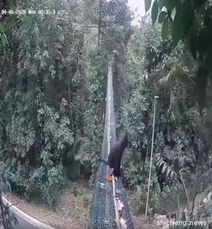 濒危叶猴溜出来玩！ 看到摄像机 吐舌头