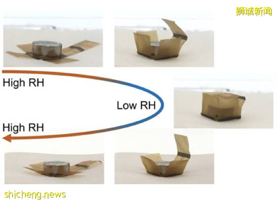 NTU 校长参与!自折叠天然植物材料研发成功