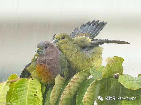 坡岛鸟儿花式秀恩爱,一起干了这碗狗粮