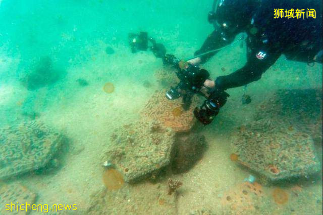 用樂高積木重建珊瑚礁，新加坡科學家的複興珊瑚計劃能成真嗎