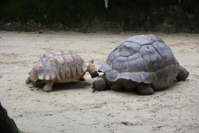 世界十大动物园之一：新加坡动物园，确实不一样