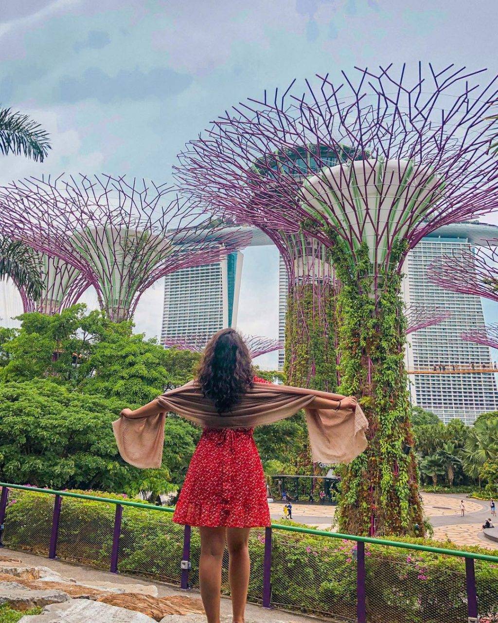 新加坡最美网红树打卡合集🌴壮观古树、根深叶茂,感受大自然的魅力📷