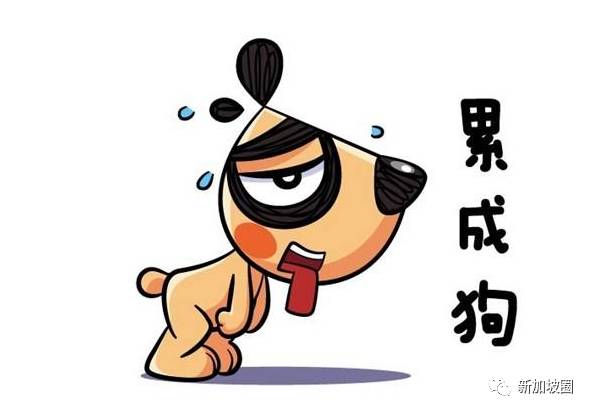 新加坡“碰瓷哥”竟是月薪过万的会计师，背后都是小坡生活亚历山大！