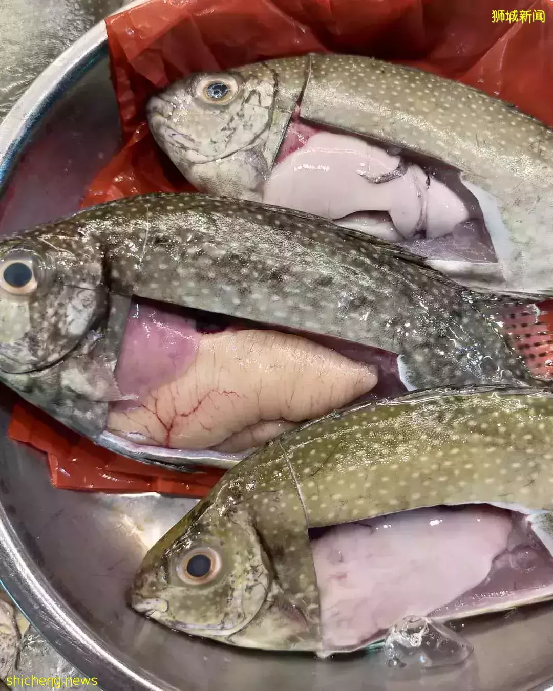 魚商: “發財魚”白肚魚大年初二仍熱賣 價格開始回落