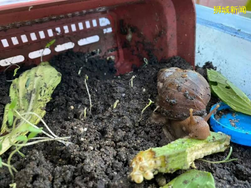 新加坡巨型蝸牛出沒！能碰嗎？能吃嗎？能養嗎