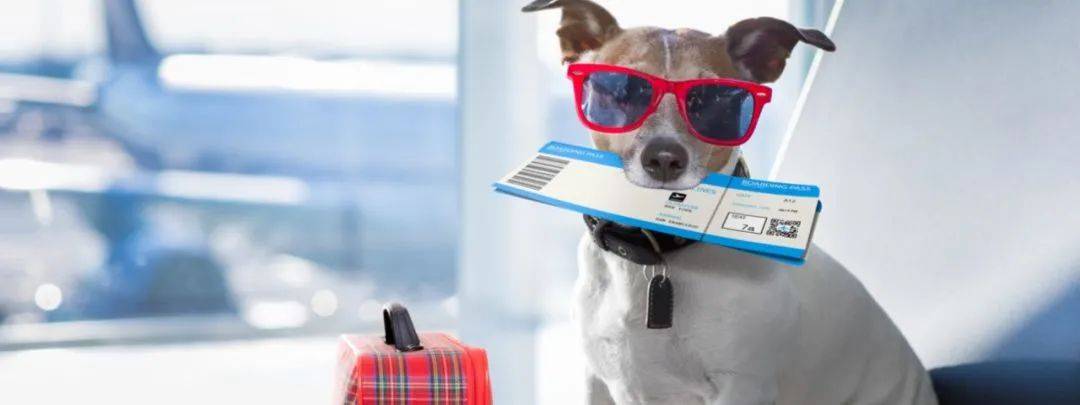 如何從新加坡帶寵物回中國？鏟屎官回國最全攻略！必須收藏