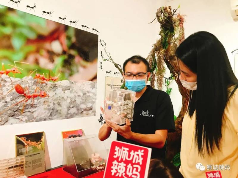 亞洲第一的螞蟻博物館居然在新加坡