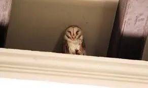 新加坡驚現人臉貓頭鷹！這些恐怖小動物，你碰到過嗎