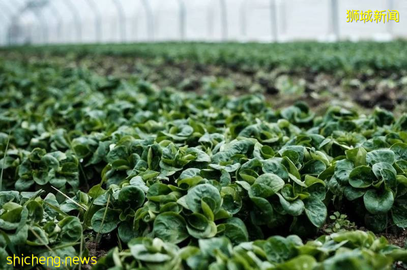 新加坡職總平價超市放寬限購措施:廁紙、快熟面和罐頭限額放寬,蔬菜不再設限!