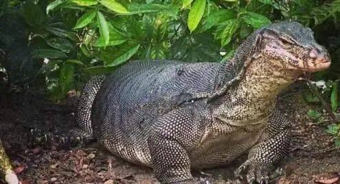 這樣的新加坡真是待不下！去！了