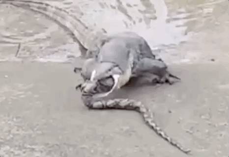 榜鵝連續傷人的野豬剛被抓!蜥蜴又吞蛇了