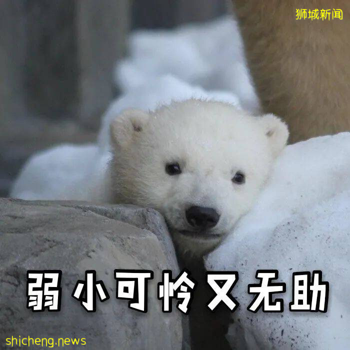 新加坡PR申請全攻略：工作不到6個月，可以申請嗎？學生可以申請嗎 .