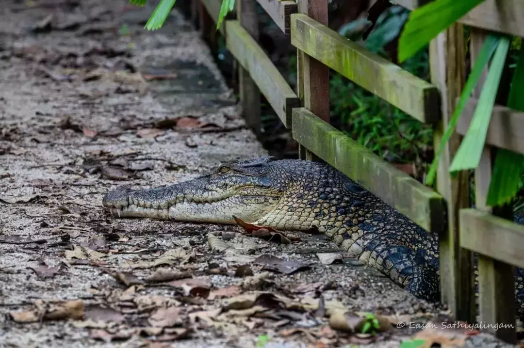新加坡上演巨蜥PK蟒蛇!平平无奇的小路边,居然藏了一只鳄鱼