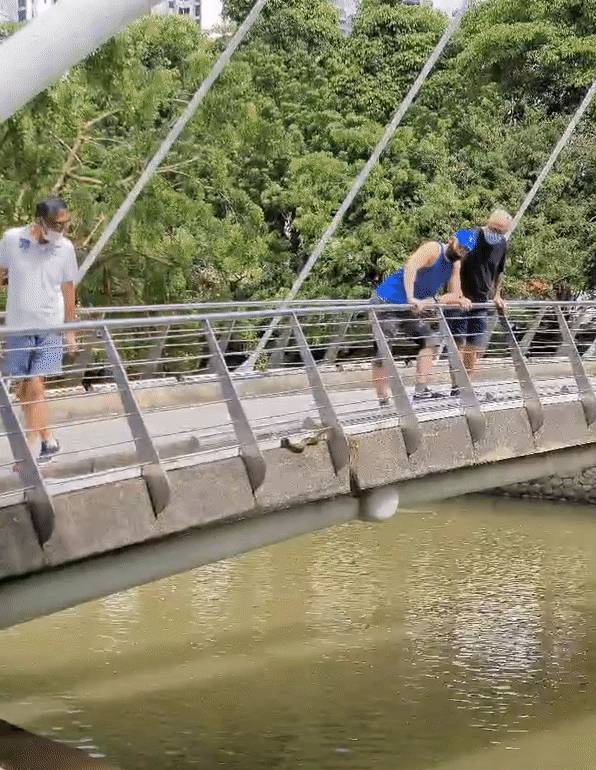 新加坡天气转好,蟒蛇也出来晒太阳了