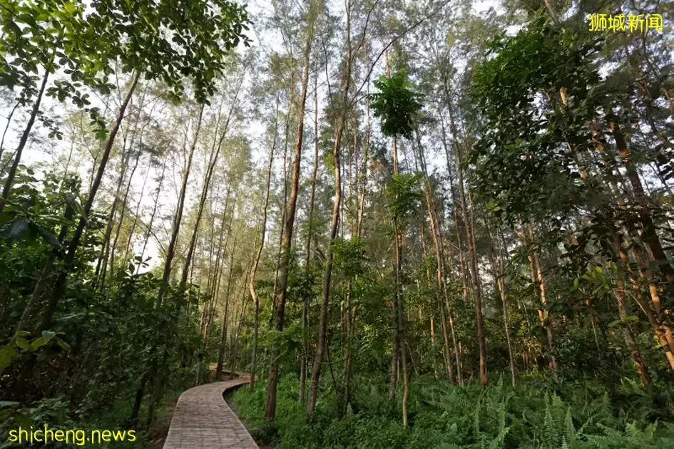 在新加坡的東北部,有個隱秘的小島!不用坐船,每天限時開放
