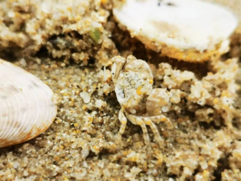 新加坡趕海全攻略!寄居蟹、花蟹、龍蝦、蛤蜊、海星、海參...我挖到寶藏啦