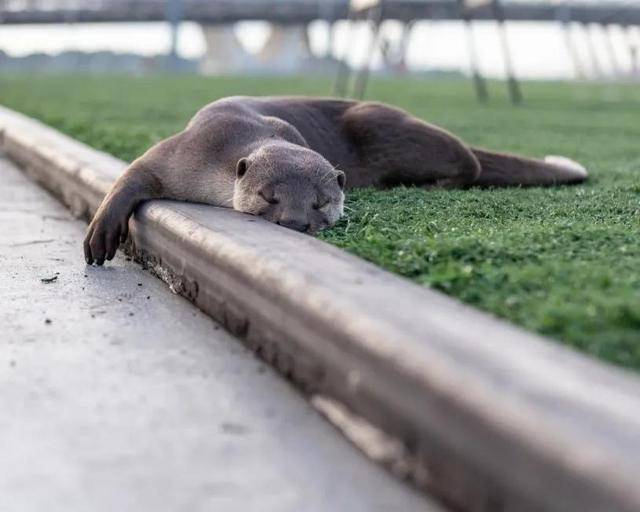 水獭：在新加坡，每天都是城市探险