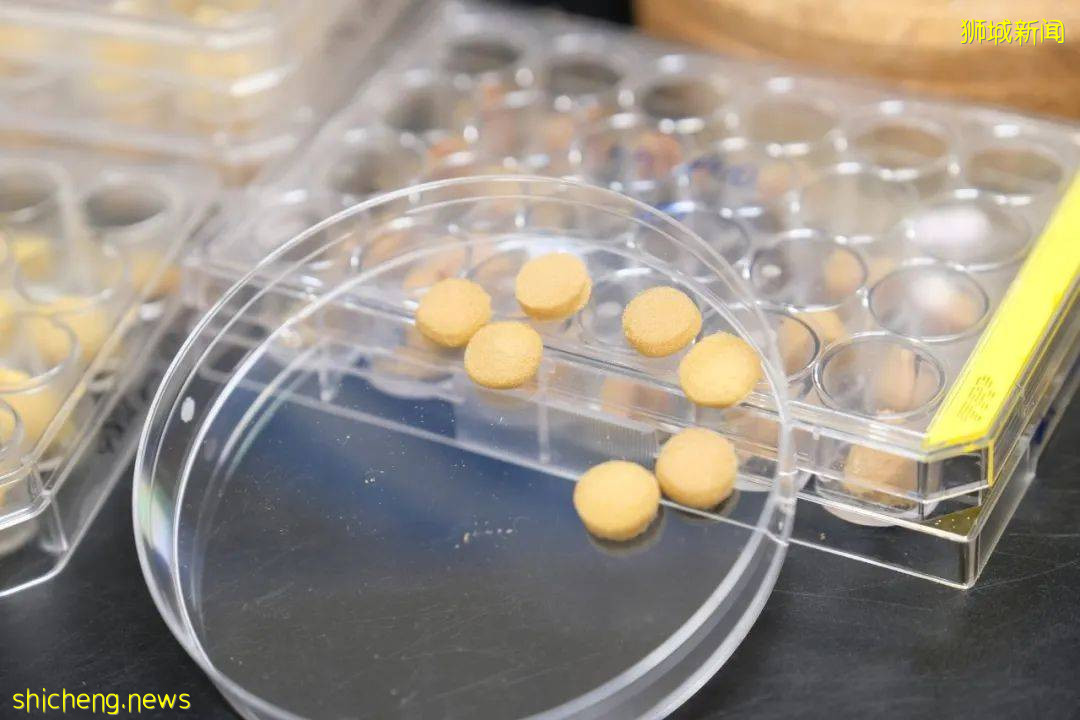 NTU科研團隊發明環保海綿，可吸附海洋石油汙染