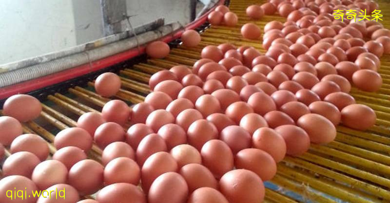 ◤行动管制◢疫情斋戒需求减 低级小蛋过剩 亏本卖 