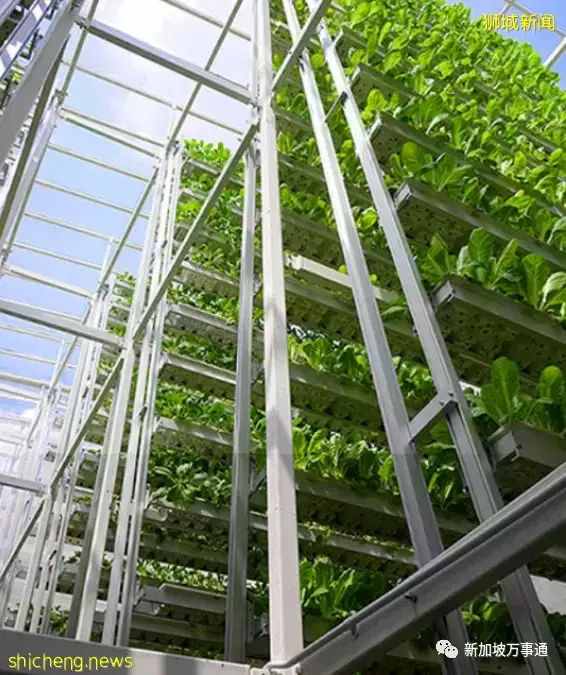 新加坡是一个袖珍国家,如何在短短57年内成为全球瞩目的存在