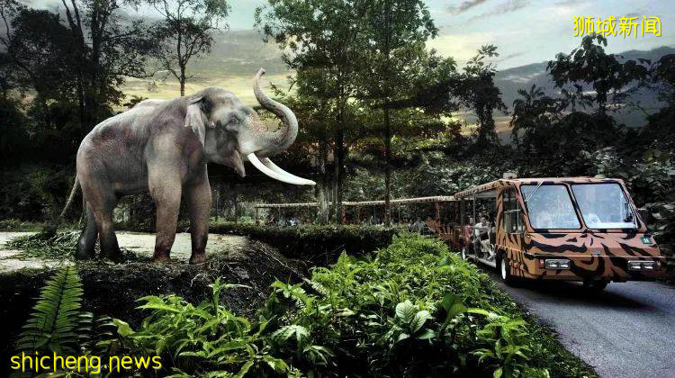 新加坡夜色玫瑰—夜间动物园