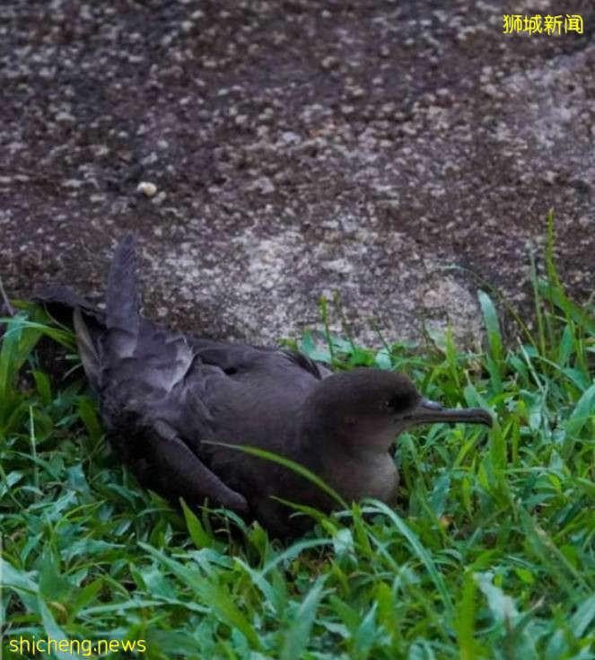 新加坡民众发现罕见海鸟曳尾鹱，可惜无法救回